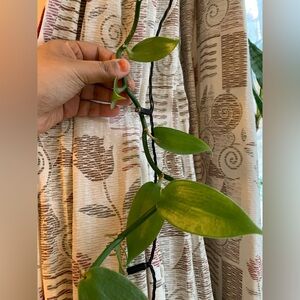 Vanilla Plant!💕